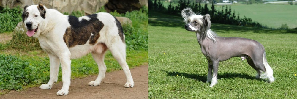 Chinese Crested Dog vs Central Asian Shepherd - Breed Comparison