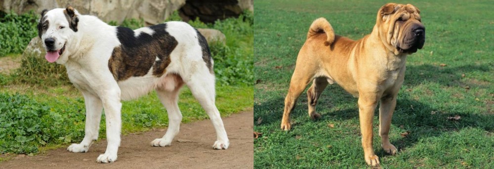 Chinese Shar Pei vs Central Asian Shepherd - Breed Comparison