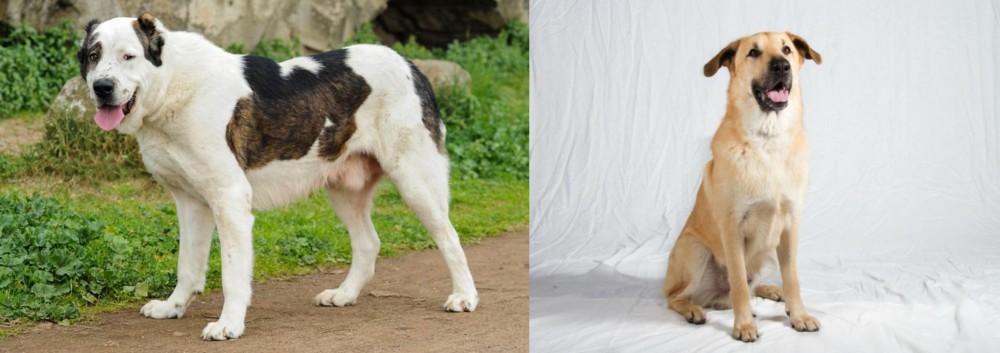 Chinook vs Central Asian Shepherd - Breed Comparison