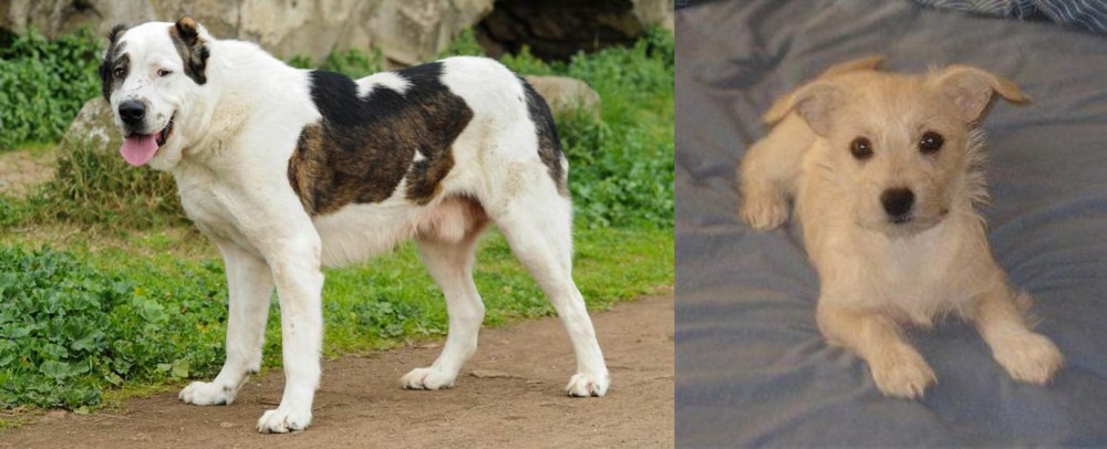 Chipoo vs Central Asian Shepherd - Breed Comparison
