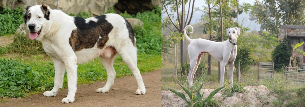 Chippiparai vs Central Asian Shepherd - Breed Comparison