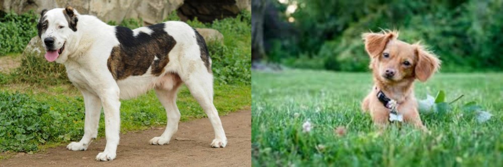 Chiweenie vs Central Asian Shepherd - Breed Comparison