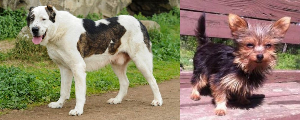 Chorkie vs Central Asian Shepherd - Breed Comparison