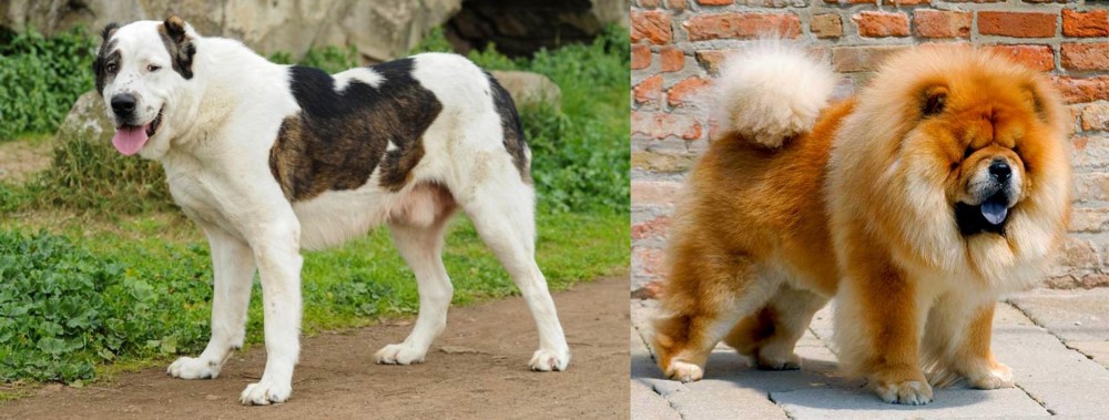 Chow Chow vs Central Asian Shepherd - Breed Comparison