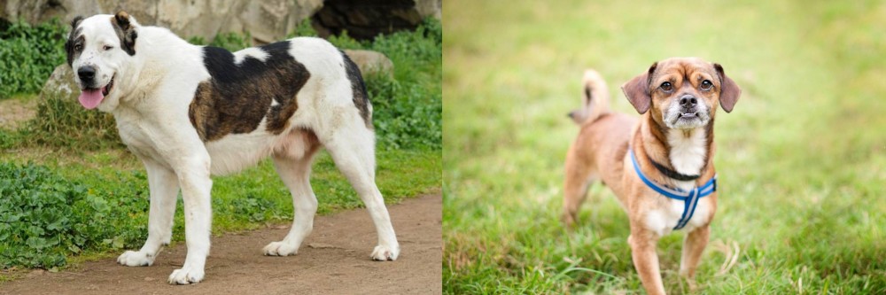 Chug vs Central Asian Shepherd - Breed Comparison