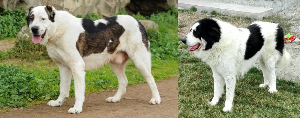 Ciobanesc de Bucovina vs Central Asian Shepherd - Breed Comparison