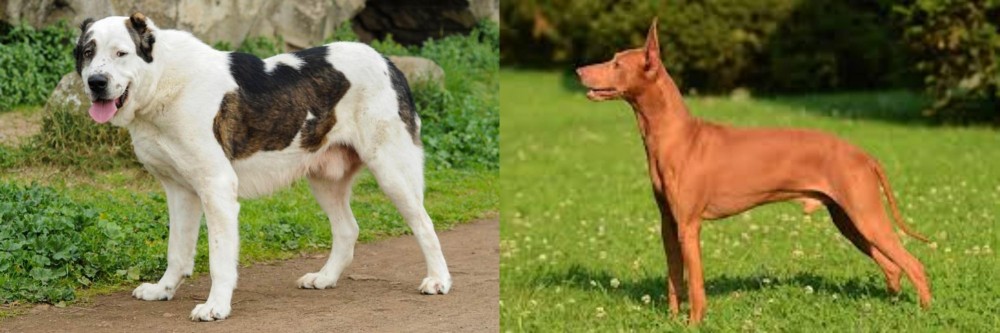 Cirneco dell'Etna vs Central Asian Shepherd - Breed Comparison