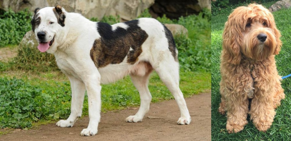 Cockapoo vs Central Asian Shepherd - Breed Comparison