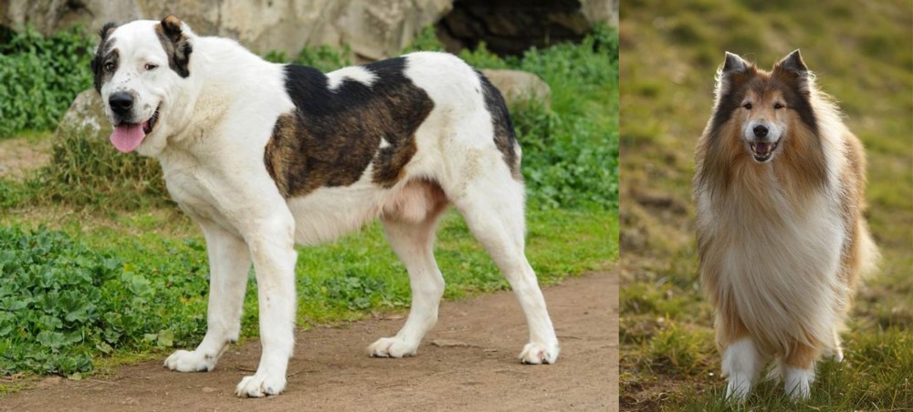 Collie vs Central Asian Shepherd - Breed Comparison