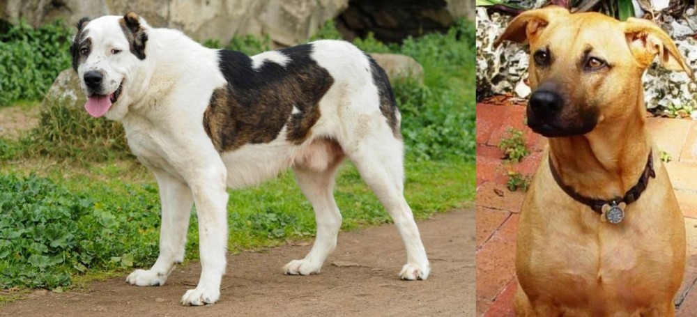 Combai vs Central Asian Shepherd - Breed Comparison