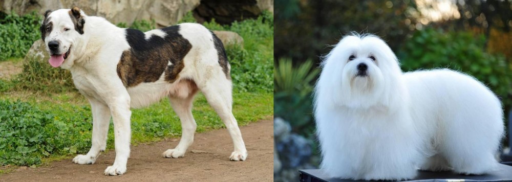 Coton De Tulear vs Central Asian Shepherd - Breed Comparison