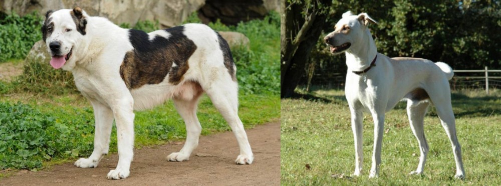 Cretan Hound vs Central Asian Shepherd - Breed Comparison