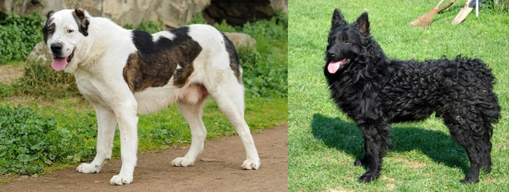 Croatian Sheepdog vs Central Asian Shepherd - Breed Comparison