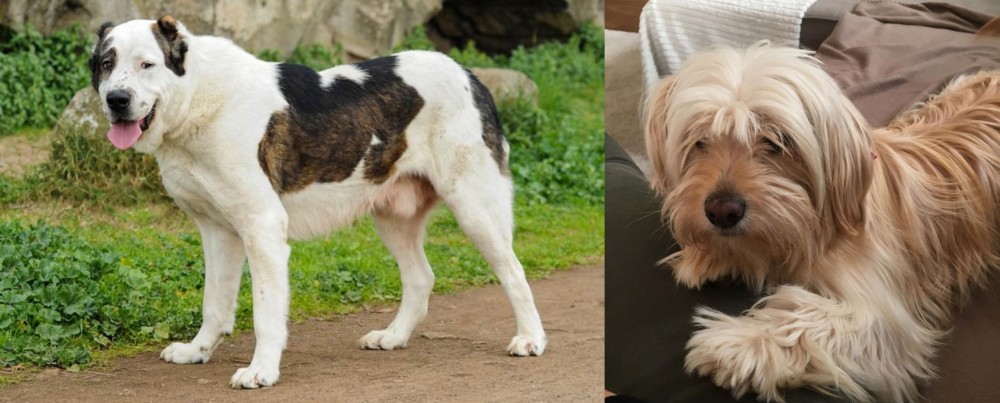 Cyprus Poodle vs Central Asian Shepherd - Breed Comparison