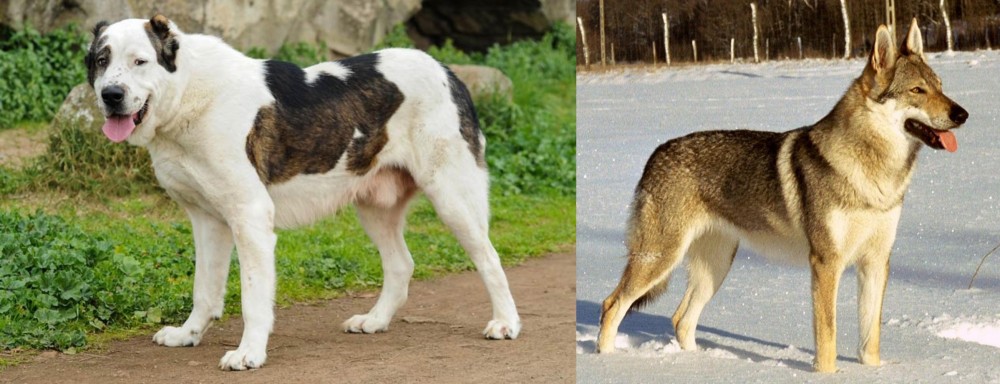 Czechoslovakian Wolfdog vs Central Asian Shepherd - Breed Comparison