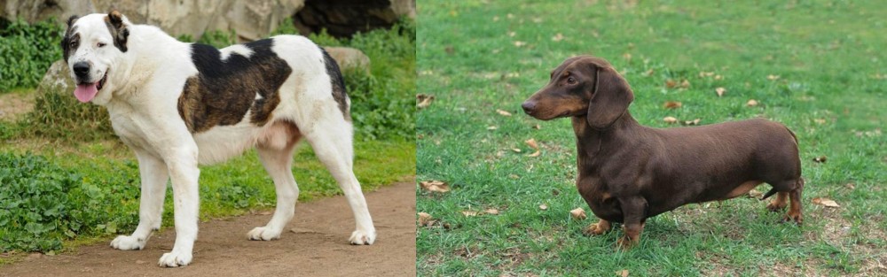 Dachshund vs Central Asian Shepherd - Breed Comparison