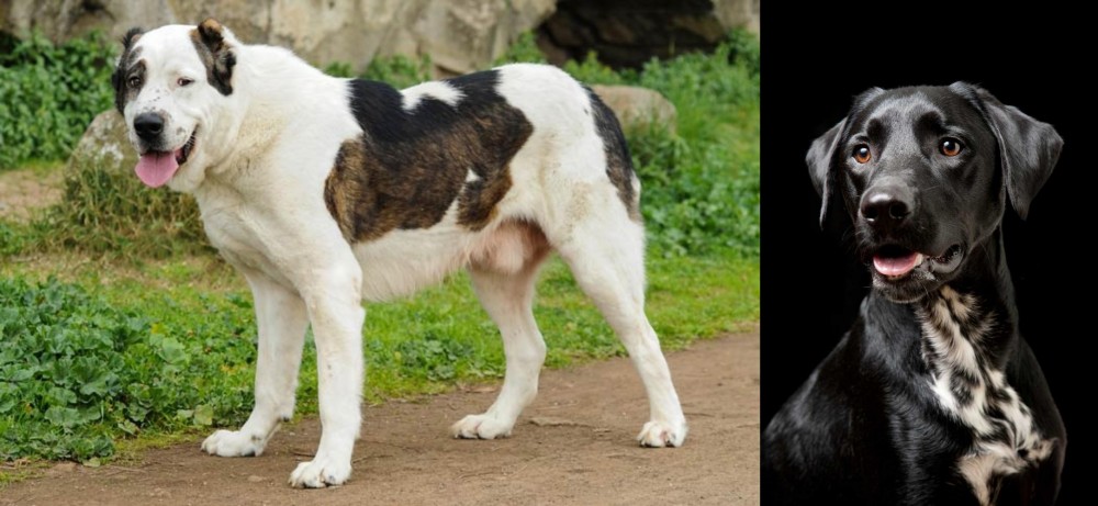 Dalmador vs Central Asian Shepherd - Breed Comparison