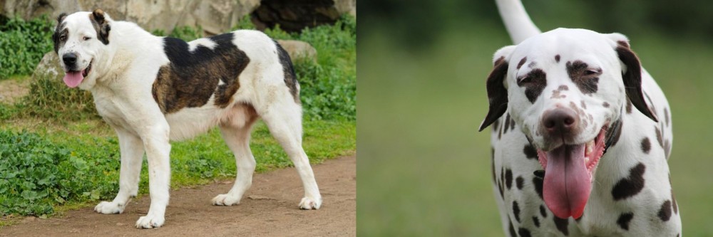 Dalmatian vs Central Asian Shepherd - Breed Comparison