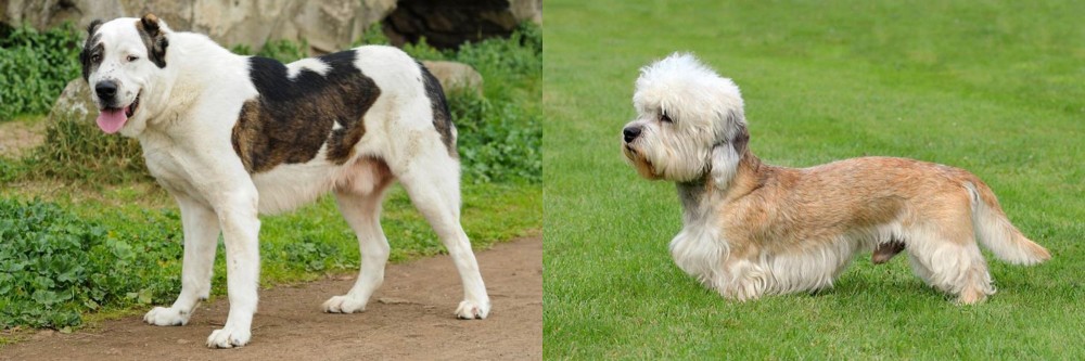 Dandie Dinmont Terrier vs Central Asian Shepherd - Breed Comparison
