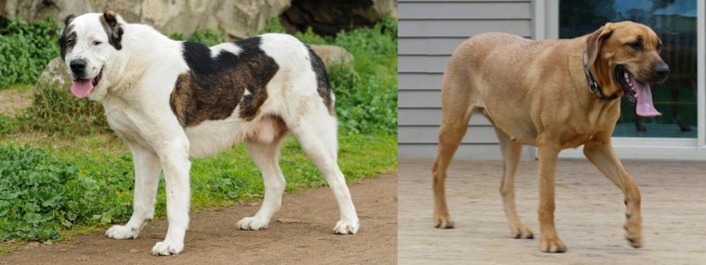 Danish Broholmer vs Central Asian Shepherd - Breed Comparison
