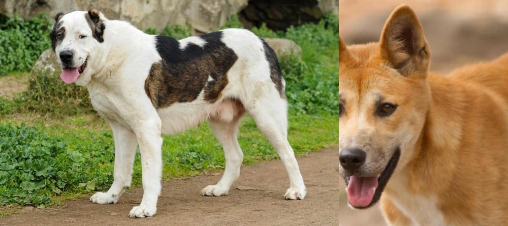 Dingo vs Central Asian Shepherd - Breed Comparison