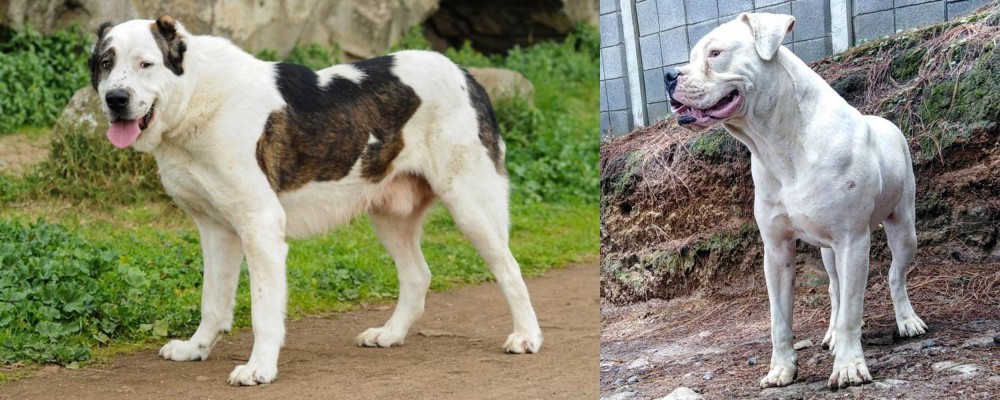 Dogo Guatemalteco vs Central Asian Shepherd - Breed Comparison
