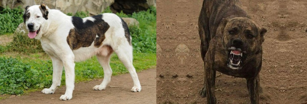 Dogo Sardesco vs Central Asian Shepherd - Breed Comparison