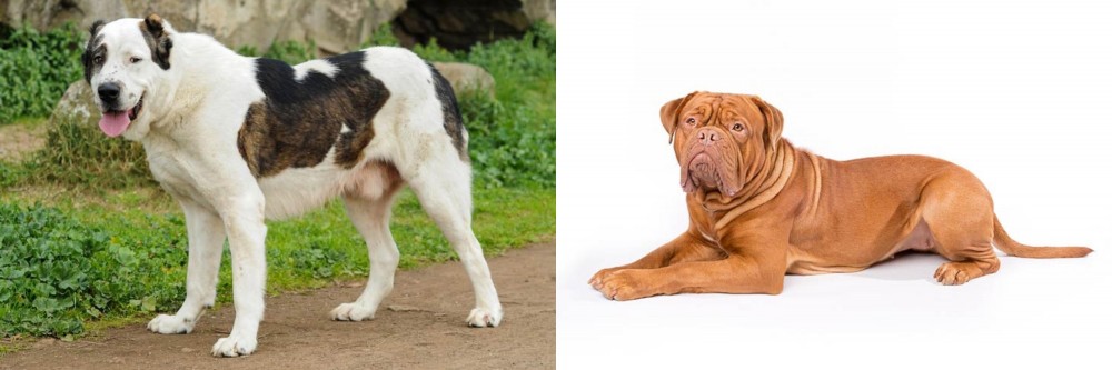 Dogue De Bordeaux vs Central Asian Shepherd - Breed Comparison