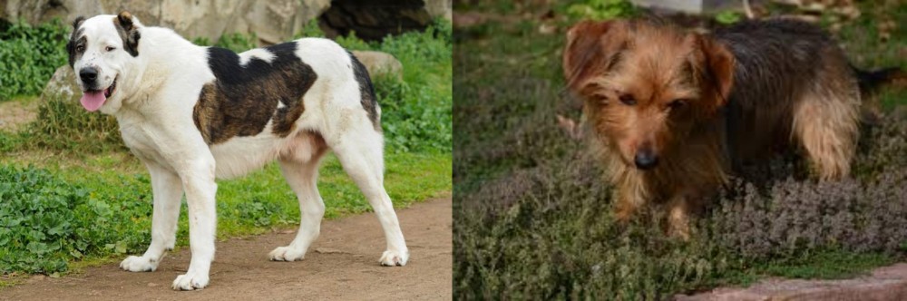 Dorkie vs Central Asian Shepherd - Breed Comparison