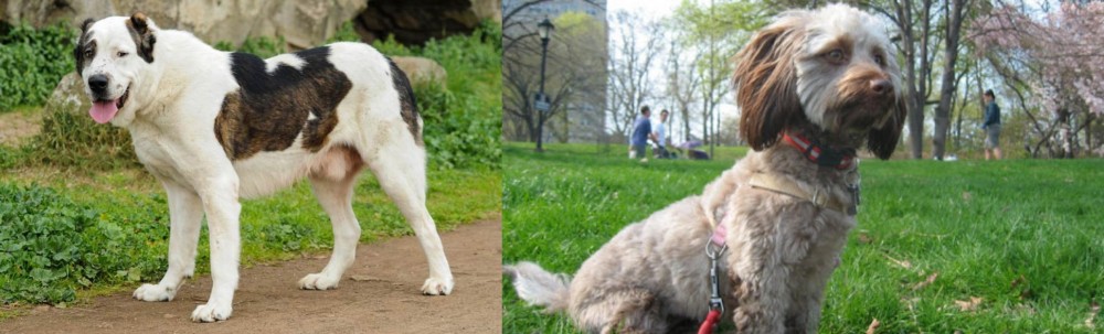 Doxiepoo vs Central Asian Shepherd - Breed Comparison