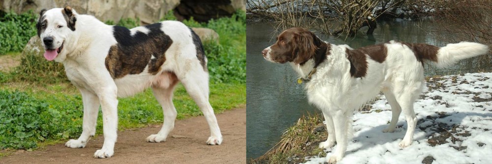 Drentse Patrijshond vs Central Asian Shepherd - Breed Comparison