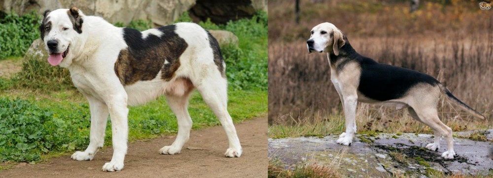Dunker vs Central Asian Shepherd - Breed Comparison