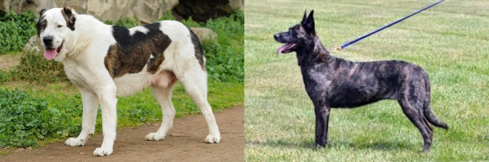 Dutch Shepherd vs Central Asian Shepherd - Breed Comparison