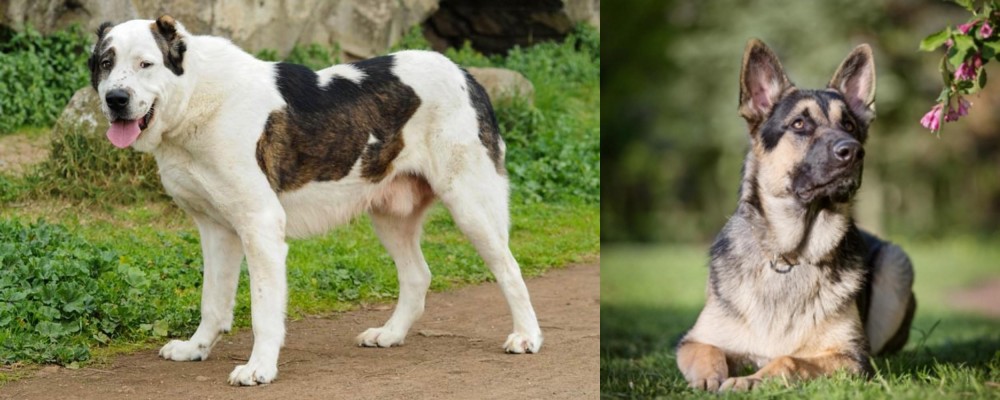 East European Shepherd vs Central Asian Shepherd - Breed Comparison