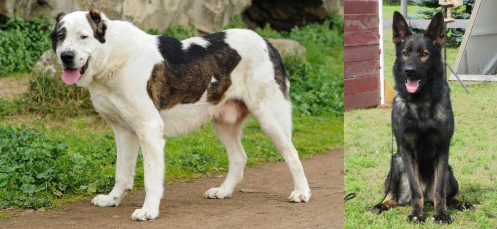 East German Shepherd vs Central Asian Shepherd - Breed Comparison