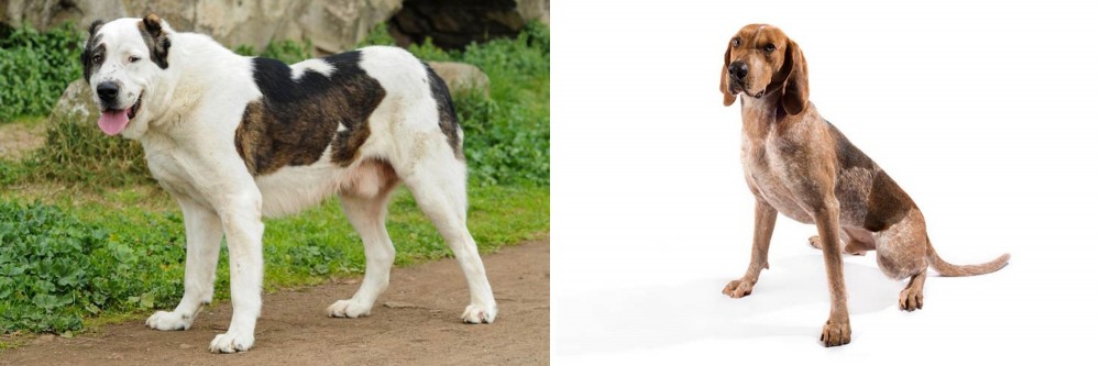 English Coonhound vs Central Asian Shepherd - Breed Comparison