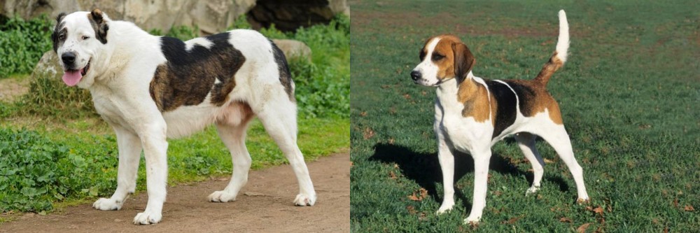 English Foxhound vs Central Asian Shepherd - Breed Comparison