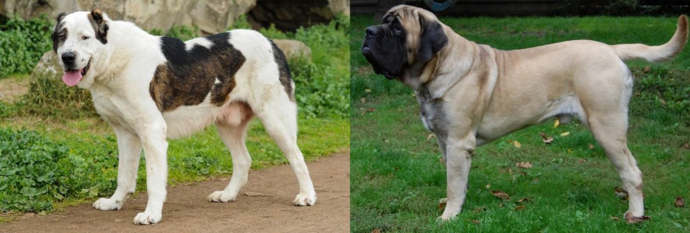 English Mastiff vs Central Asian Shepherd - Breed Comparison