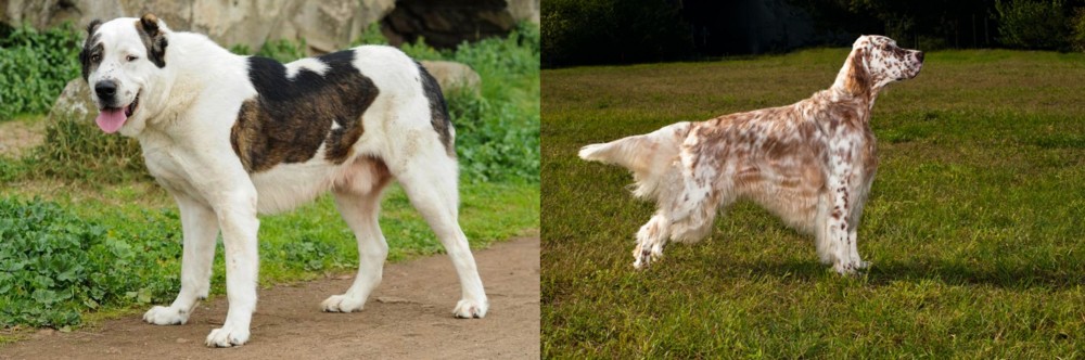 English Setter vs Central Asian Shepherd - Breed Comparison