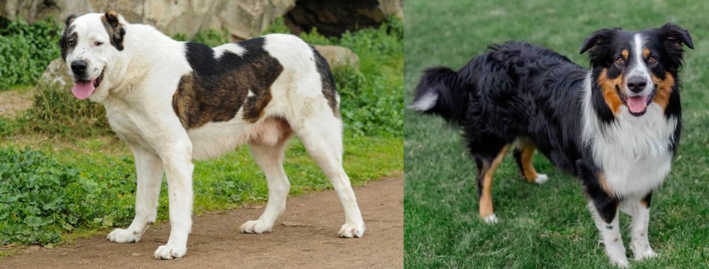 English Shepherd vs Central Asian Shepherd - Breed Comparison