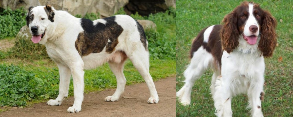 English Springer Spaniel vs Central Asian Shepherd - Breed Comparison