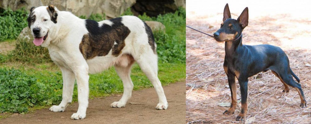 English Toy Terrier (Black & Tan) vs Central Asian Shepherd - Breed Comparison