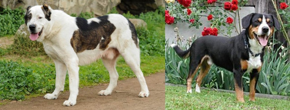 Entlebucher Mountain Dog vs Central Asian Shepherd - Breed Comparison