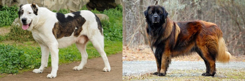 Estrela Mountain Dog vs Central Asian Shepherd - Breed Comparison