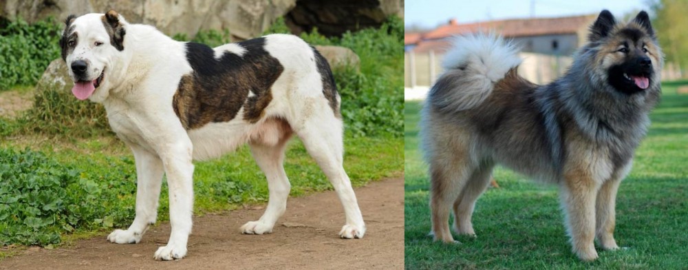 Eurasier vs Central Asian Shepherd - Breed Comparison