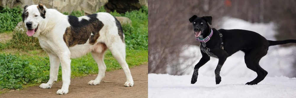 Eurohound vs Central Asian Shepherd - Breed Comparison