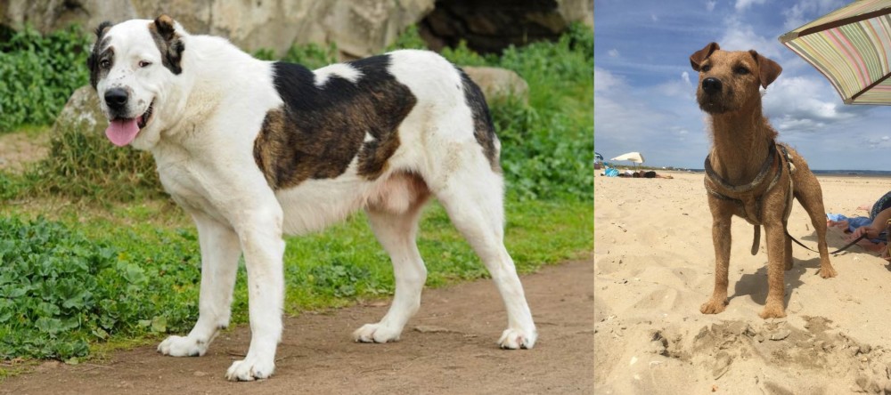 Fell Terrier vs Central Asian Shepherd - Breed Comparison