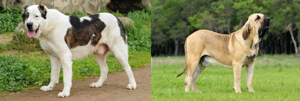 Fila Brasileiro vs Central Asian Shepherd - Breed Comparison