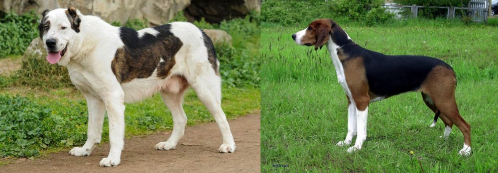 Finnish Hound vs Central Asian Shepherd - Breed Comparison
