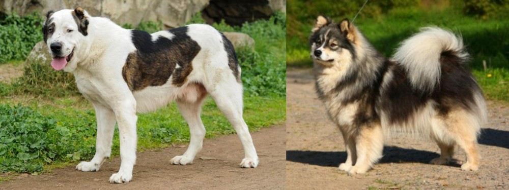 Finnish Lapphund vs Central Asian Shepherd - Breed Comparison